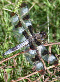 Twelve-spotted Skimmer
